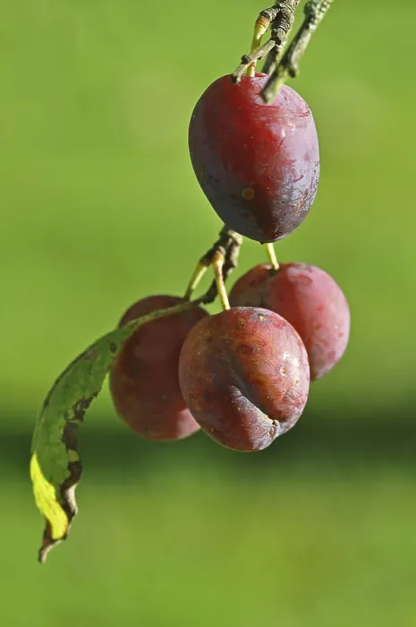 Framed Print : Organic Plums Print - Unsprayed Fruits Framed Print : Organic Plums Print - Unsprayed Fruits