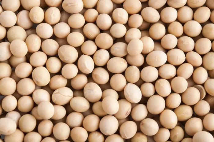 Framed Print : Organic Soybeans Background Print Framed Print : Organic Soybeans Background Print
