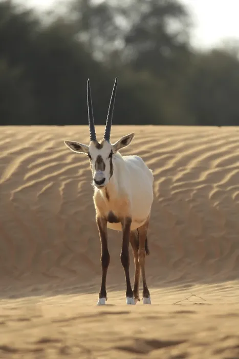 Framed Print : Arabian Oryx Print - Dubai Desert Landscape Framed Print : Arabian Oryx Print - Dubai Desert Landscape