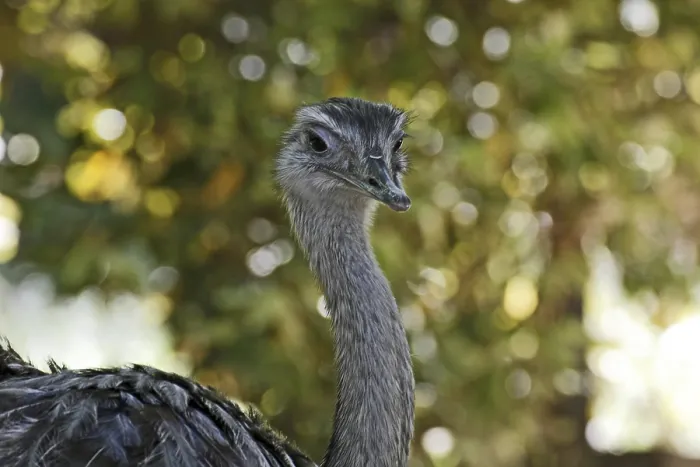 Framed Print : Ostrich Print - Large Flightless Bird Framed Print : Ostrich Print - Large Flightless Bird