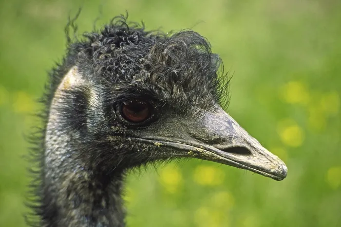Framed Print : Ostrich Print by imageBROKER Framed Print : Ostrich Print by imageBROKER