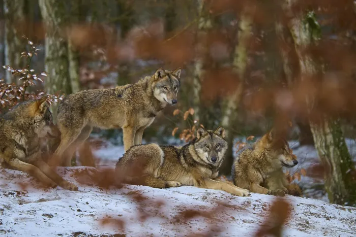 Framed Print : Winter Wolves in Autumn Leaves Print, Germany Framed Print : Winter Wolves in Autumn Leaves Print, Germany