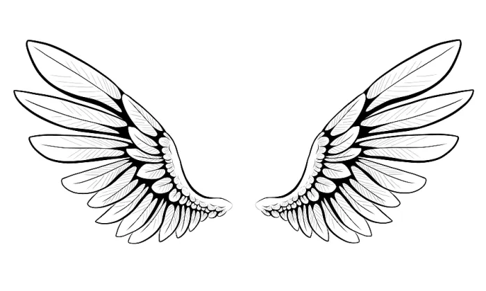 Framed Print : Pair of Wings Print by ImageBROKER Framed Print : Pair of Wings Print by ImageBROKER