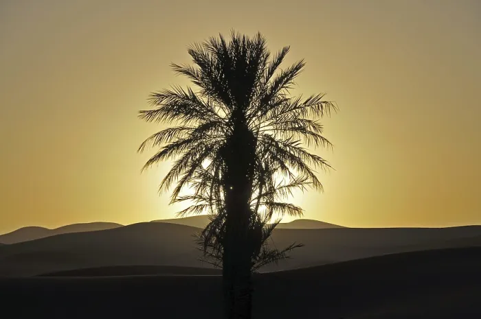 Framed Print : Palm Tree Print at Sunset, Erg Chebbi Desert Framed Print : Palm Tree Print at Sunset, Erg Chebbi Desert