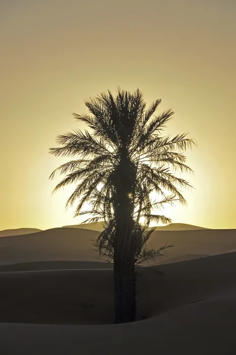 Framed Print : Palm Tree Print at Sunset, Erg Chebbi Desert Framed Print : Palm Tree Print at Sunset, Erg Chebbi Desert