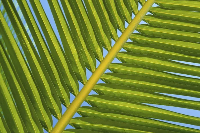Framed Print : Palm Frond Print - Tropical Leaf Image Framed Print : Palm Frond Print - Tropical Leaf Image