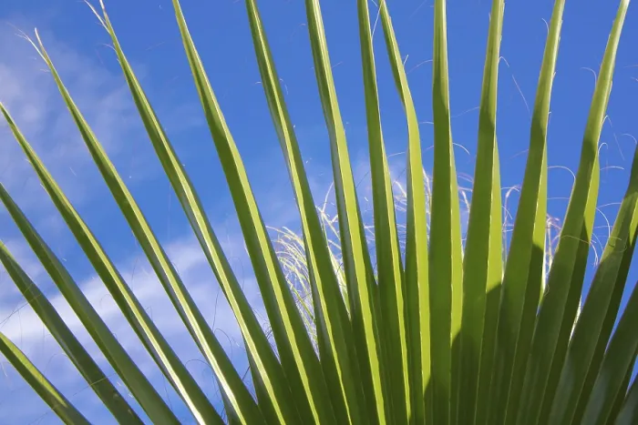 Framed Print : Palm Leaf Print on Palm Tree Framed Print : Palm Leaf Print on Palm Tree