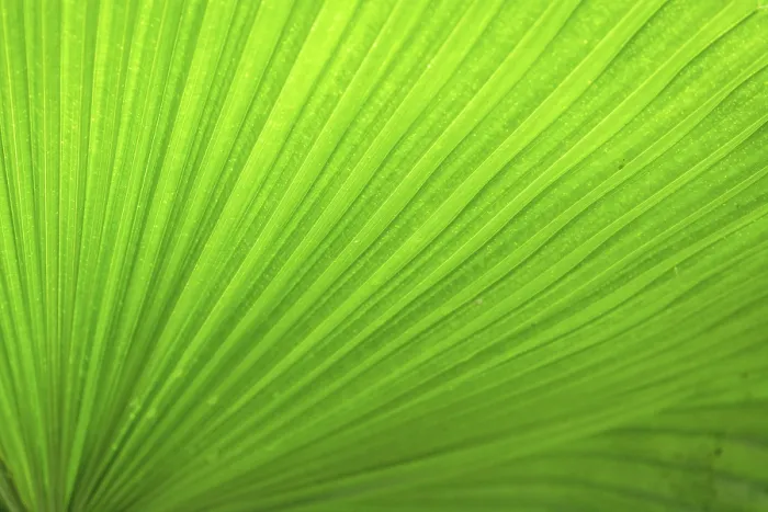 Framed Print : Detail of a Palm Leaf Print, Costa Rica Framed Print : Detail of a Palm Leaf Print, Costa Rica
