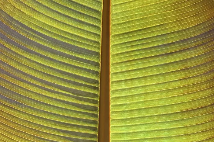 Framed Print : Palm Leaf Print from Palm Tree Framed Print : Palm Leaf Print from Palm Tree