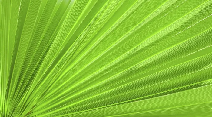 Framed Print : Palm Leaf Texture Print for Background Framed Print : Palm Leaf Texture Print for Background