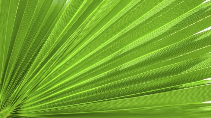 Framed Print : Palm Leaf Texture Print Background Image Framed Print : Palm Leaf Texture Print Background Image