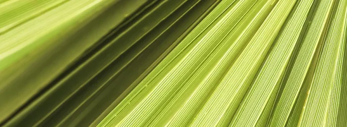 Framed Print : Palm Leaf Texture Print for Tropical Background Framed Print : Palm Leaf Texture Print for Tropical Background