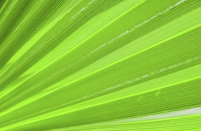 Framed Print : Palm Leaf Texture Print for Background Framed Print : Palm Leaf Texture Print for Background