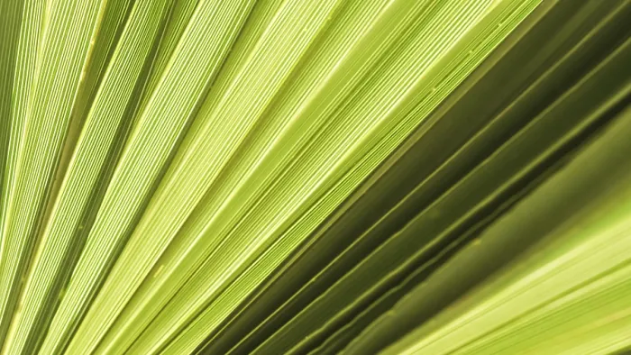 Framed Print : Palm Leaf Texture Print for Tropical Background Framed Print : Palm Leaf Texture Print for Tropical Background