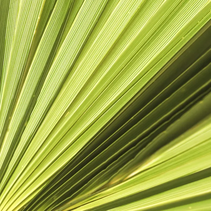 Framed Print : Palm Leaf Texture Print for Tropical Background Framed Print : Palm Leaf Texture Print for Tropical Background