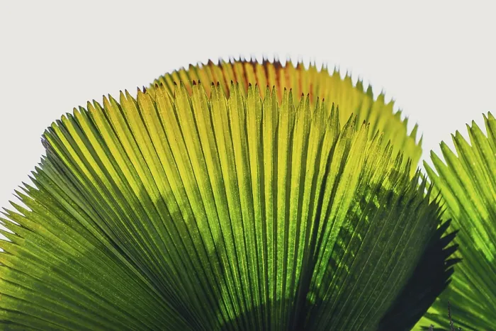 Framed Print : Palm Leaf in Transmitted Light Print Framed Print : Palm Leaf in Transmitted Light Print