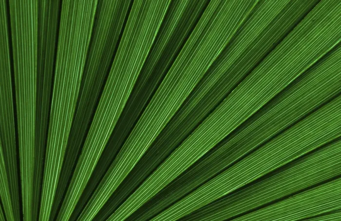 Framed Print : Palm Leaf Detail Print Framed Print : Palm Leaf Detail Print