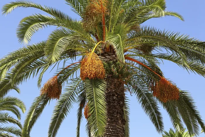 Framed Print : Palm Tree Print Framed Print : Palm Tree Print