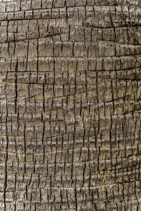 Framed Print : Palm Tree Bark Print: Rough Textured Surface Framed Print : Palm Tree Bark Print: Rough Textured Surface