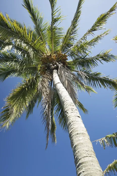 Framed Print : Palm Tree Print: Tropical Oasis Framed Print : Palm Tree Print: Tropical Oasis