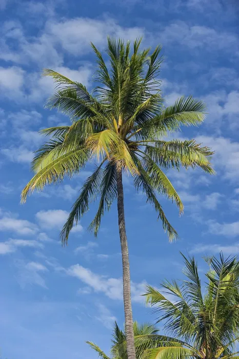 Framed Print : Palm Tree Print: Tropical Holiday Scene Framed Print : Palm Tree Print: Tropical Holiday Scene