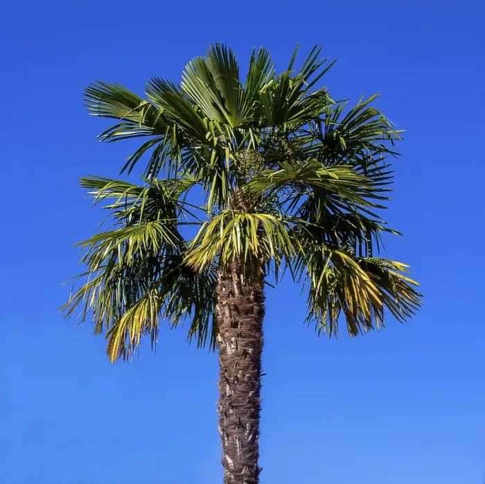 Framed Print : Palm Tree Print on a Blue Sky Framed Print : Palm Tree Print on a Blue Sky