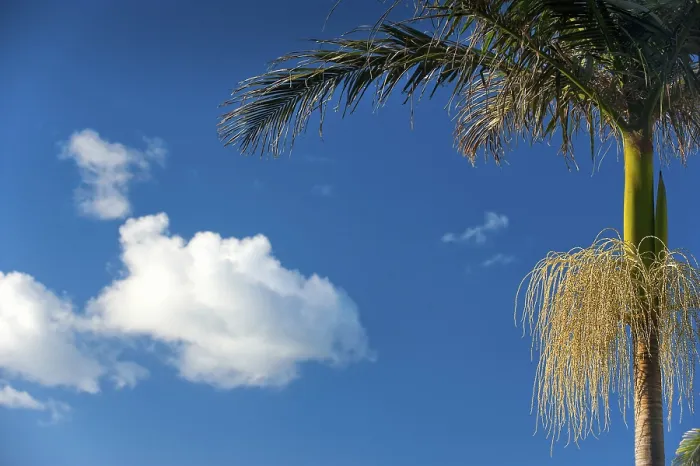 Framed Print : Palm Tree Print - Tropical Blue Sky Scene Framed Print : Palm Tree Print - Tropical Blue Sky Scene