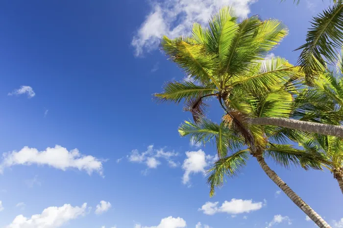 Framed Print : Palm Tree Print under Bright Blue Sky