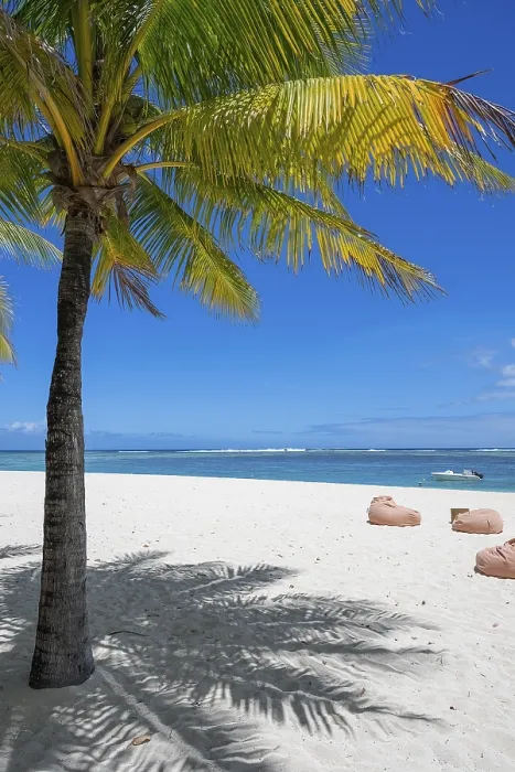 Framed Print : Palm Tree Print: Le Morne Beach Scene, Mauritius Framed Print : Palm Tree Print: Le Morne Beach Scene, Mauritius