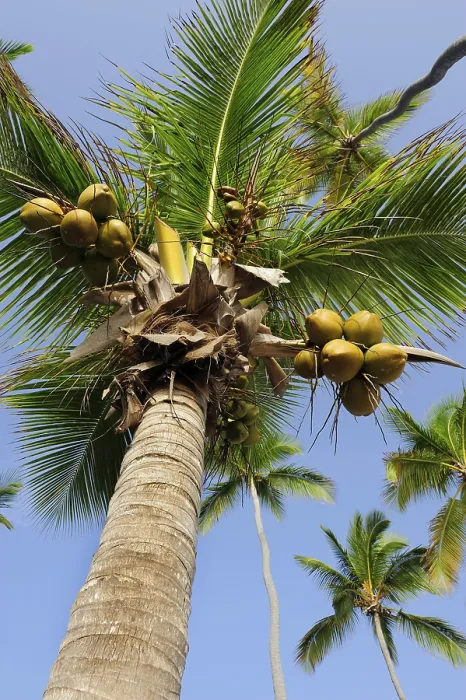 Framed Print : Palm Tree Print with Coconuts, Dominican Republic Framed Print : Palm Tree Print with Coconuts, Dominican Republic