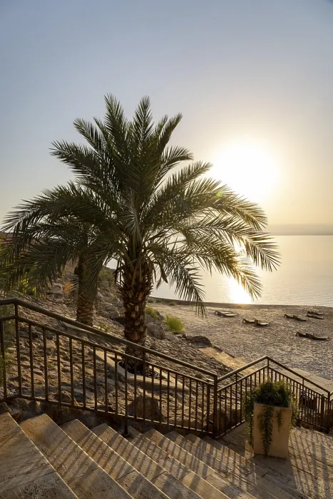 Framed Print : Dead Sea Palm Tree Print Framed Print : Dead Sea Palm Tree Print