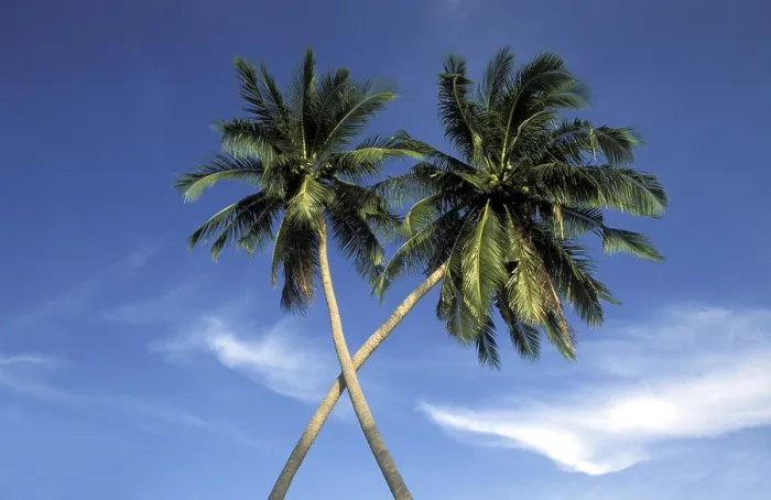 Framed Print : Palm Tree Silhouette Print Framed Print : Palm Tree Silhouette Print