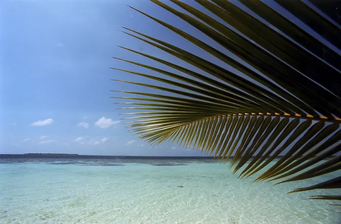 Framed Print : Palm Tree Leaf Beach Print Framed Print : Palm Tree Leaf Beach Print