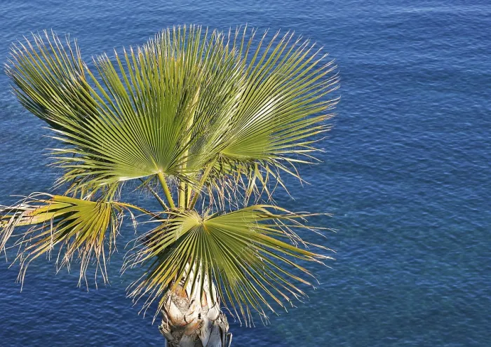 Framed Print : Palm Tree in Front of the Ocean Print Framed Print : Palm Tree in Front of the Ocean Print
