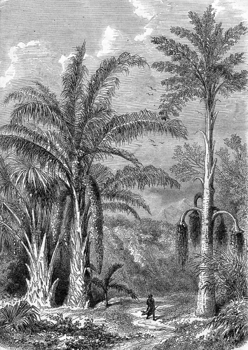 Framed Print : Vintage Print - Palm Tree, Raphia of Madagascar Framed Print : Vintage Print - Palm Tree, Raphia of Madagascar
