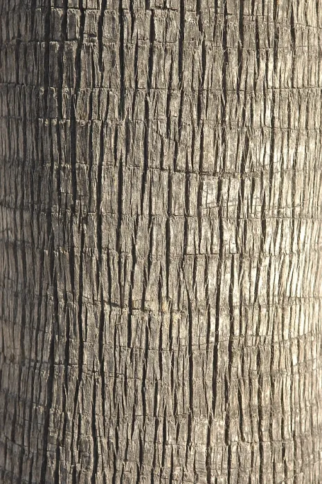 Framed Print : Palm Tree Trunk Print Framed Print : Palm Tree Trunk Print