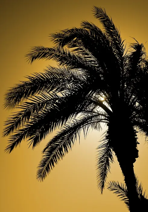 Framed Print : Palm Tree Silhouette Print Against the Light Framed Print : Palm Tree Silhouette Print Against the Light