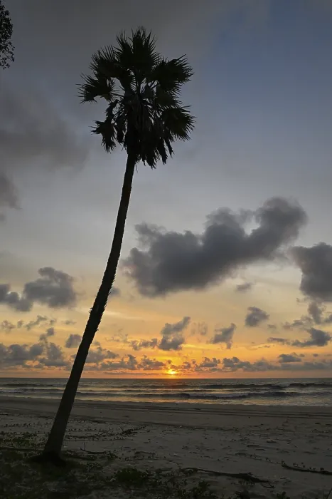Framed Print : Print of Petit Loango Palm Tree at Sunset, Gabon Framed Print : Print of Petit Loango Palm Tree at Sunset, Gabon