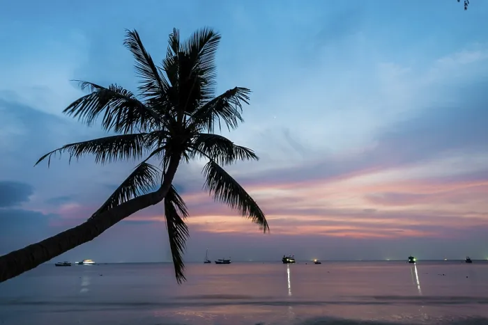 Framed Print : Palm Tree at Sunset Print, Koh Tao, Thailand Framed Print : Palm Tree at Sunset Print, Koh Tao, Thailand