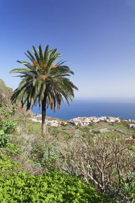 Framed Print : Palm Tree Print, Agulo, La Gomera, Canary Islands Framed Print : Palm Tree Print, Agulo, La Gomera, Canary Islands