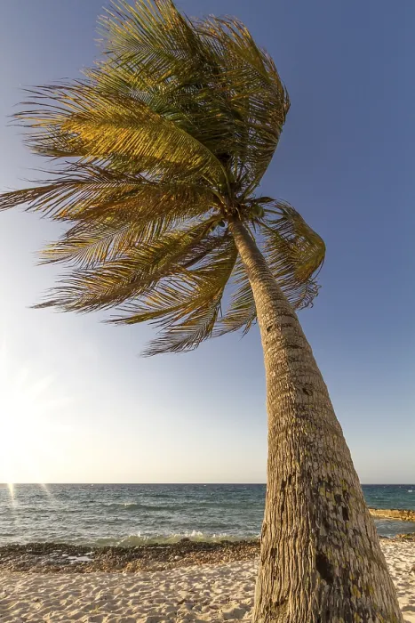 Framed Print : Palm Tree Print on Cuban Beach Framed Print : Palm Tree Print on Cuban Beach