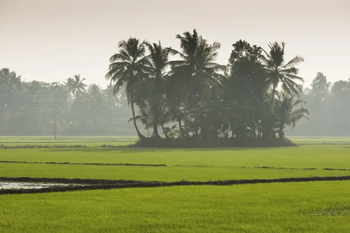 Framed Print : Palm Trees and Paddy Fields Print, Kerala, India Framed Print : Palm Trees and Paddy Fields Print, Kerala, India