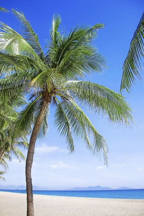 Framed Print : Palm Trees on Sandy Beach Print Framed Print : Palm Trees on Sandy Beach Print
