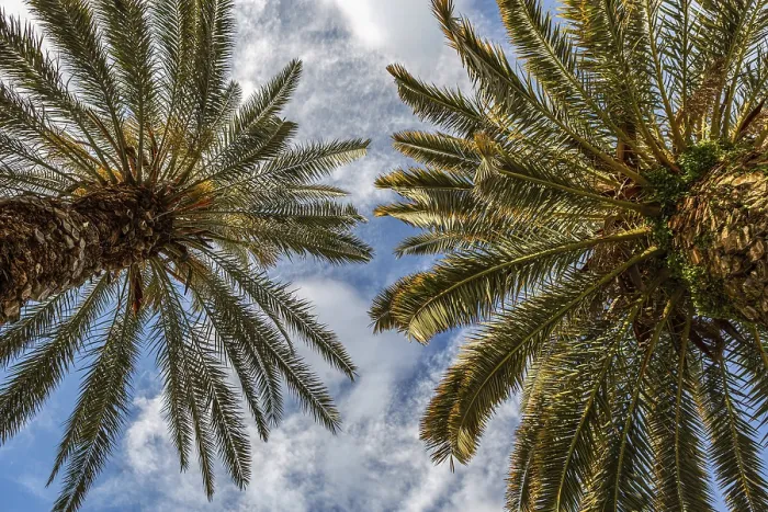 Framed Print : Palm Trees Print: Tropical Summer Scene Framed Print : Palm Trees Print: Tropical Summer Scene