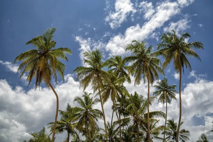 Framed Print : Print of Palms Framed Print : Print of Palms