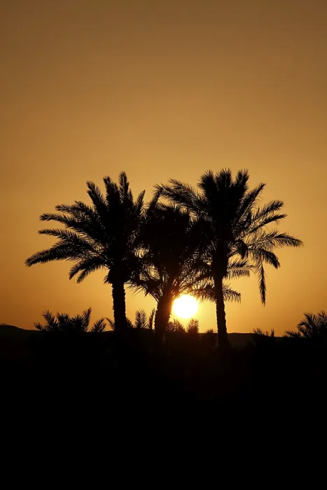 Framed Print : Palms of El Gouna in Sunset Print, Egypt Framed Print : Palms of El Gouna in Sunset Print, Egypt