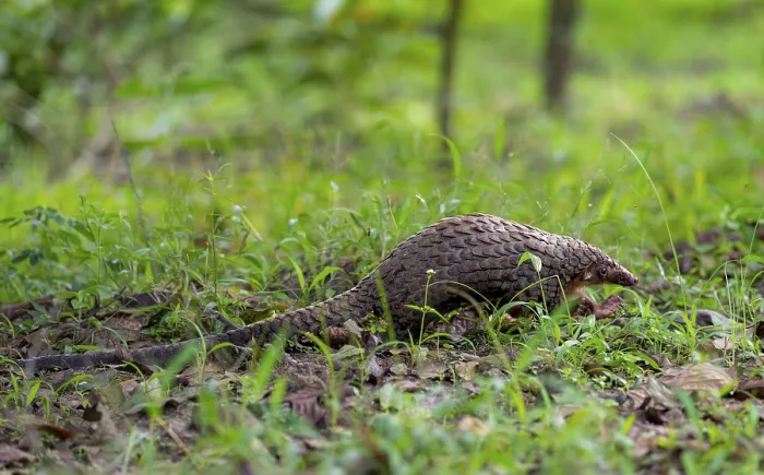 Framed Print : White-bellied Pangolin Print, Uganda Framed Print : White-bellied Pangolin Print, Uganda