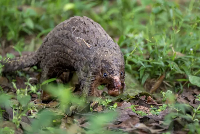 Framed Print : White-bellied Pangolin Print, Uganda Framed Print : White-bellied Pangolin Print, Uganda