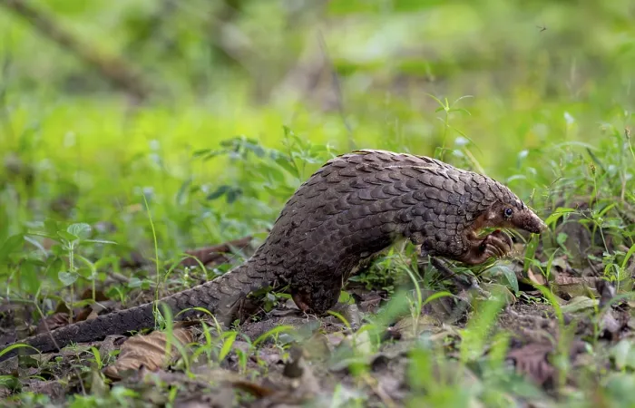 Framed Print : White-bellied Pangolin Print, Western Region, Uganda Framed Print : White-bellied Pangolin Print, Western Region, Uganda