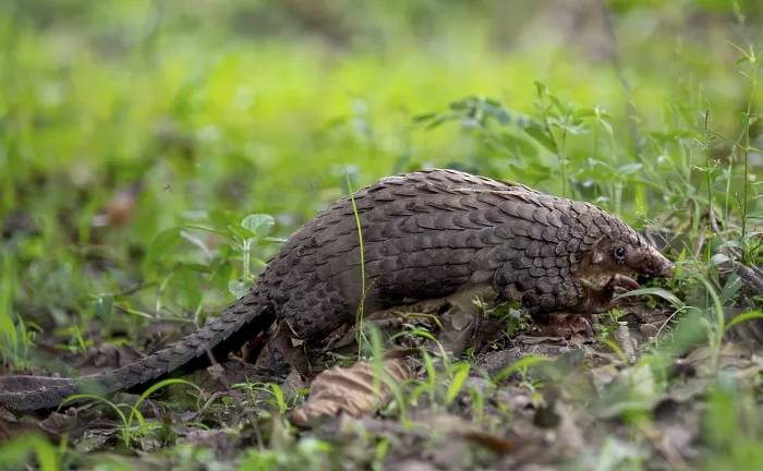 Framed Print : White-bellied Pangolin Print, Uganda Framed Print : White-bellied Pangolin Print, Uganda